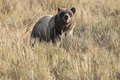 Backpacker Injured by Bear in National Park Flown to Trauma Center